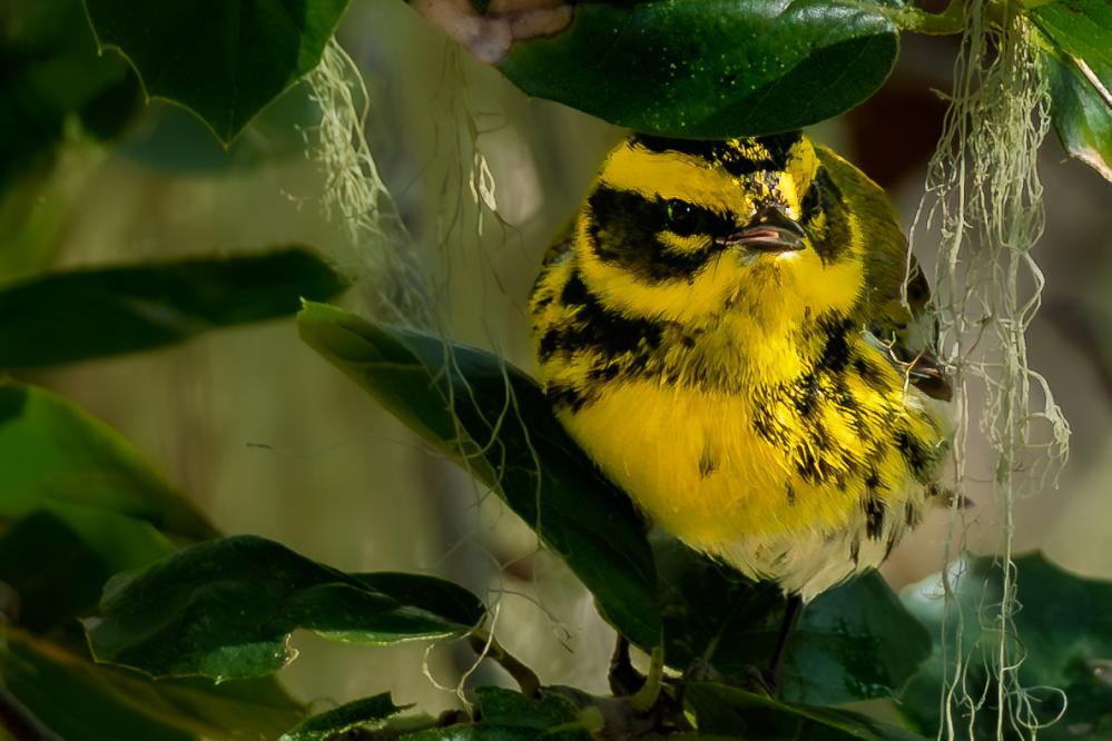 Townsend's Warbler in foliage on Whaler's Knoll