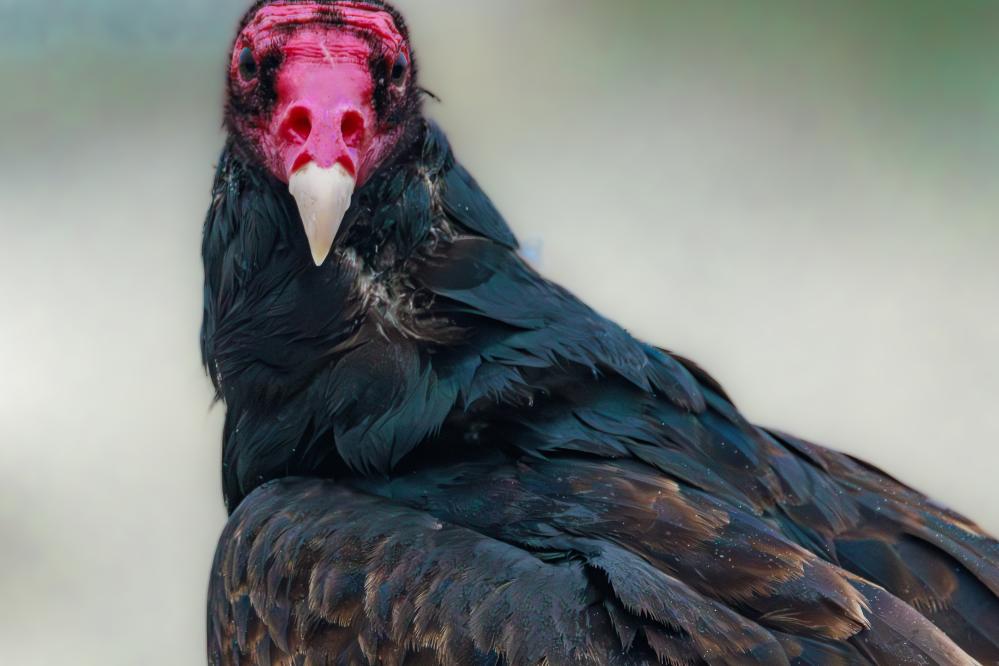Portrait of a Turkey Vulture