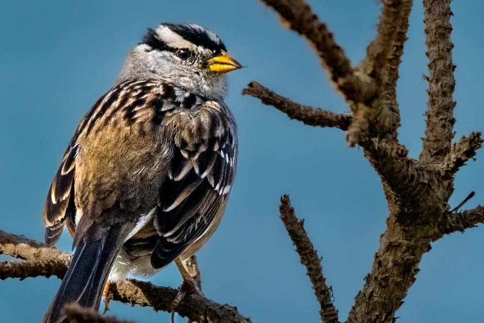 White-crowned Sparrow at Point Lobos