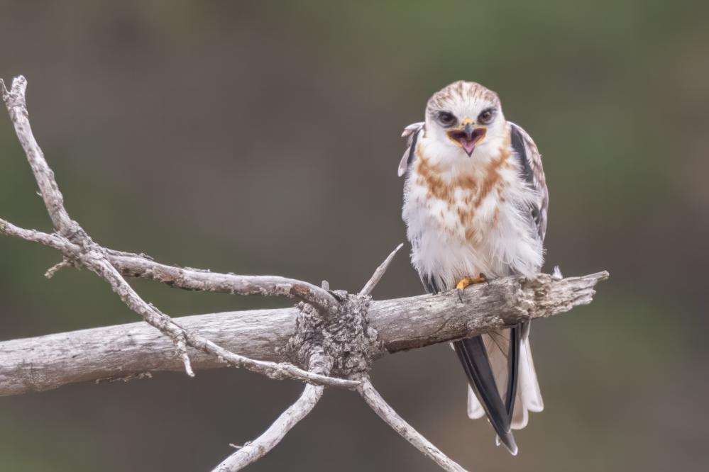 White-tailed Kite 