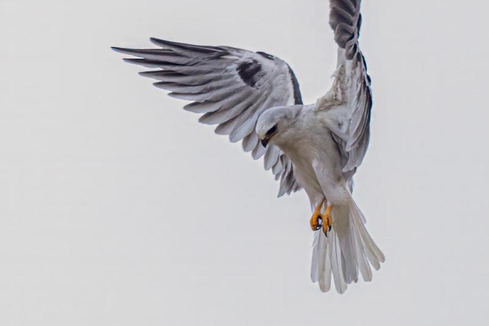 White-tailed Kite hovering over the Mound Meadow trail