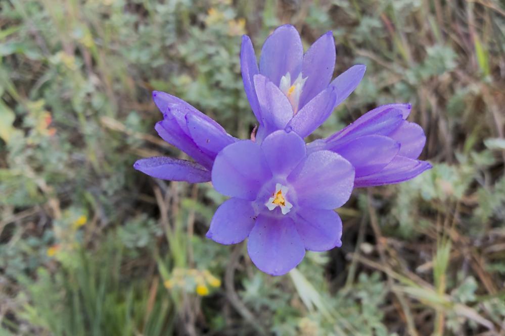 Close up of Blue Dicks flowers