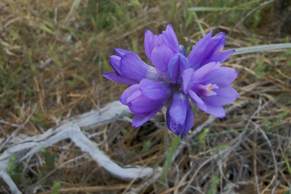 Blue Dicks in bloom on the Whalers Knoll trail