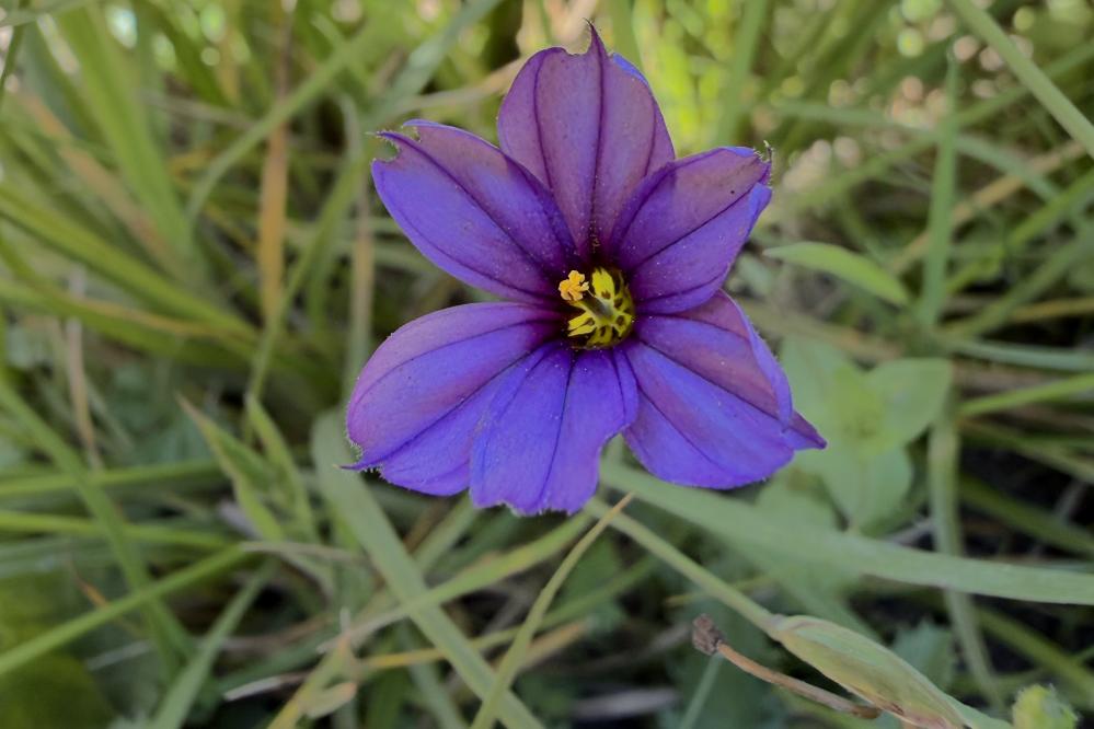 Close up of a Blue-eyed Grass flower 