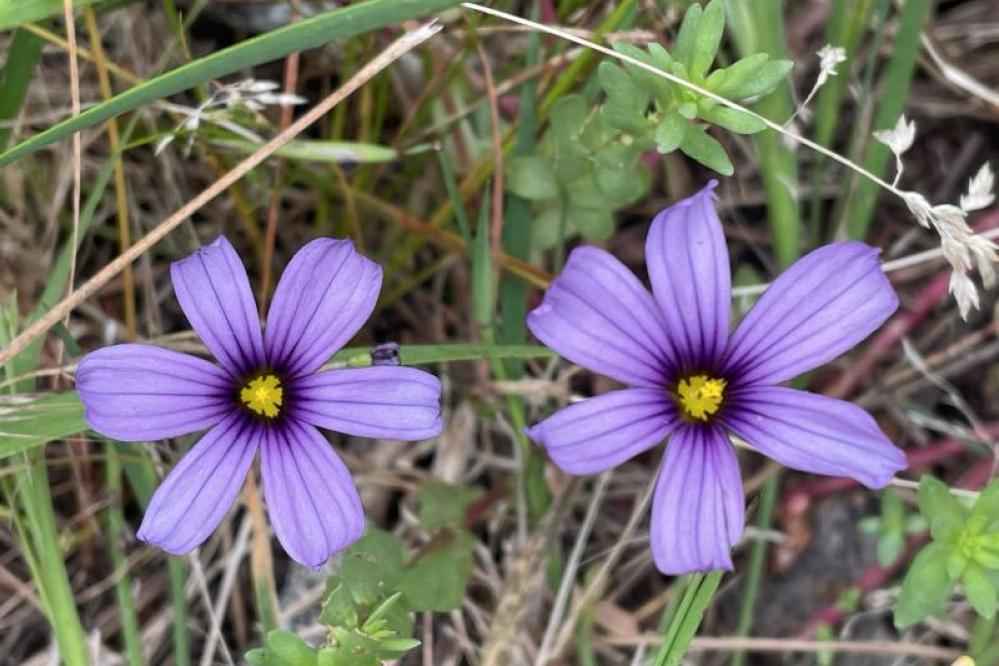 Blue-eyed Grass growing on the Carmelo Meadow trail