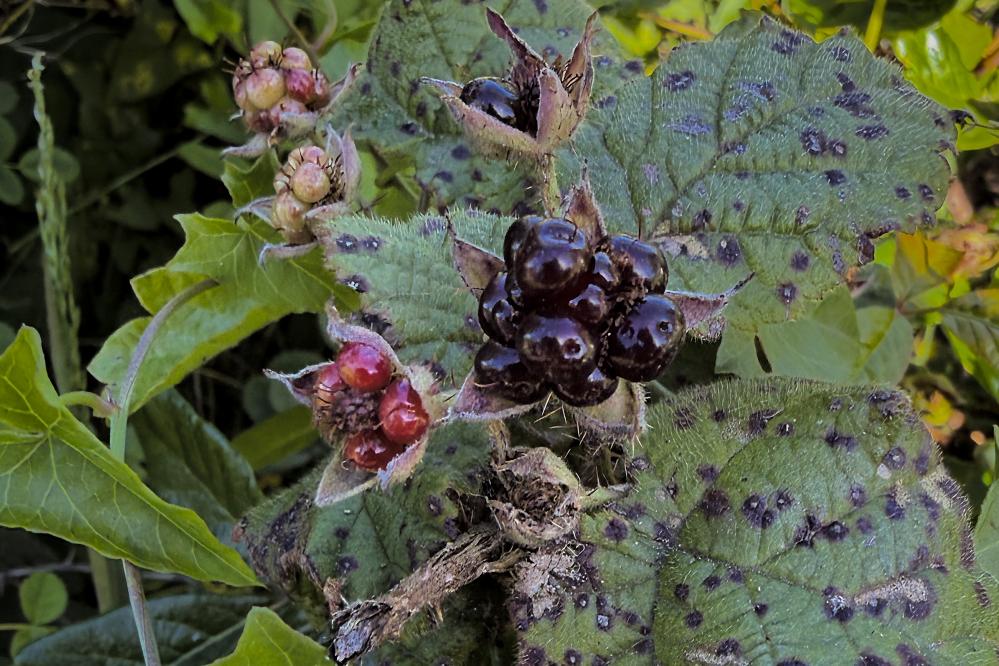Ripening California Blackberries ripening on the Whalers Knoll trail