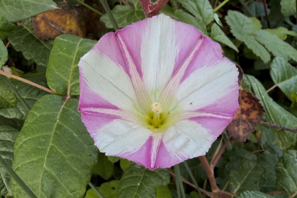 Close up of a Coast Morning Glory along the Granite Point trail