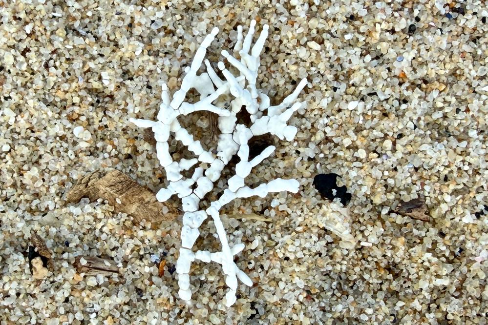 Sun bleached Coralline Algae lying on a sandy beach