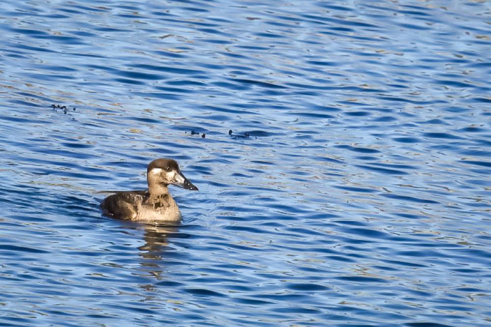 A female Surf Scoter paddling along