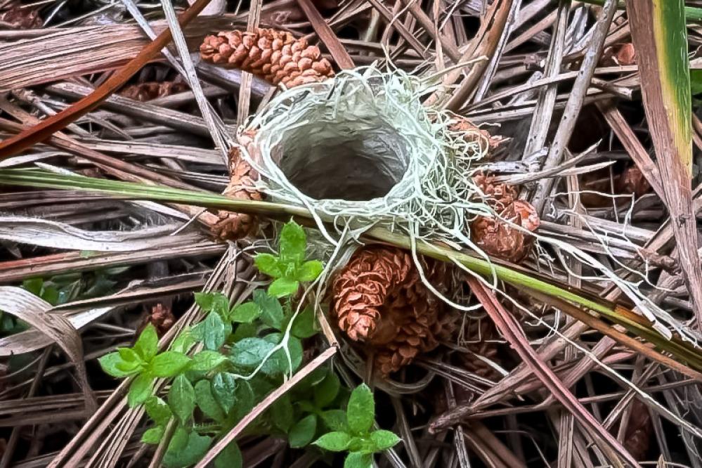 The turret-shaped home of a Turret Spider