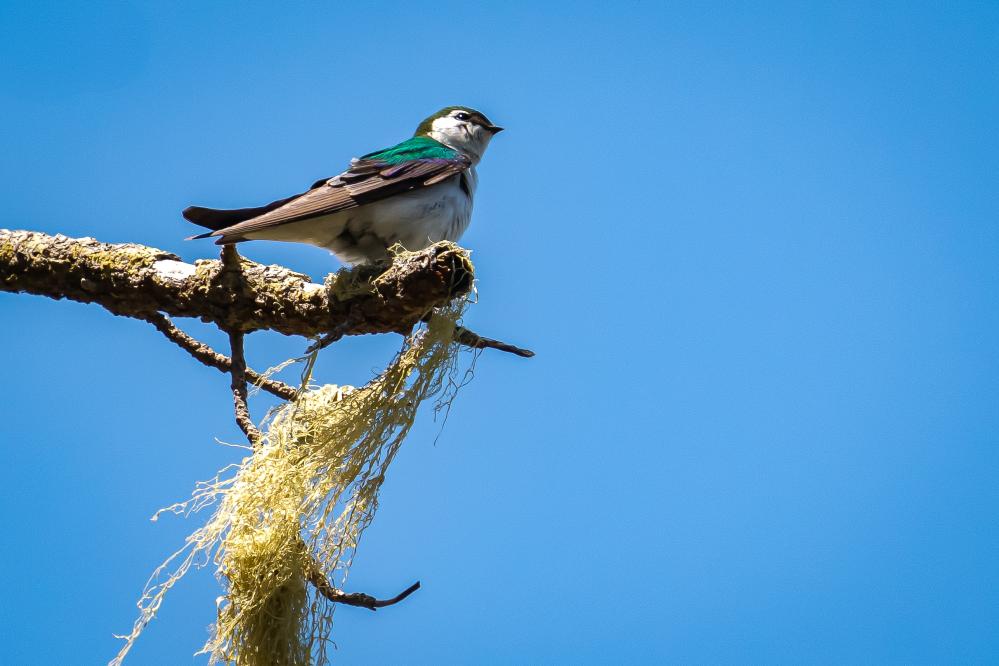A male violet-green perched on a branch from which lace lichen hangs.