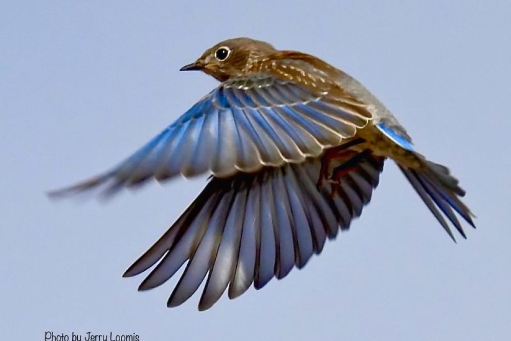 Female Western Blue Bird in flight