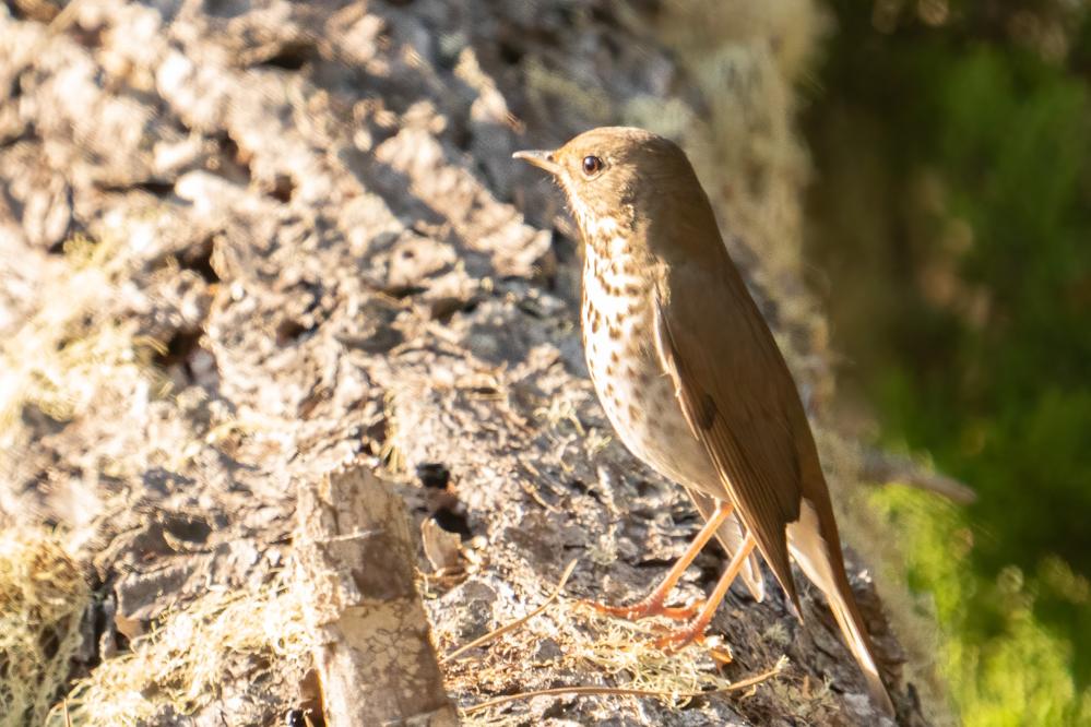 Hermit Thrush