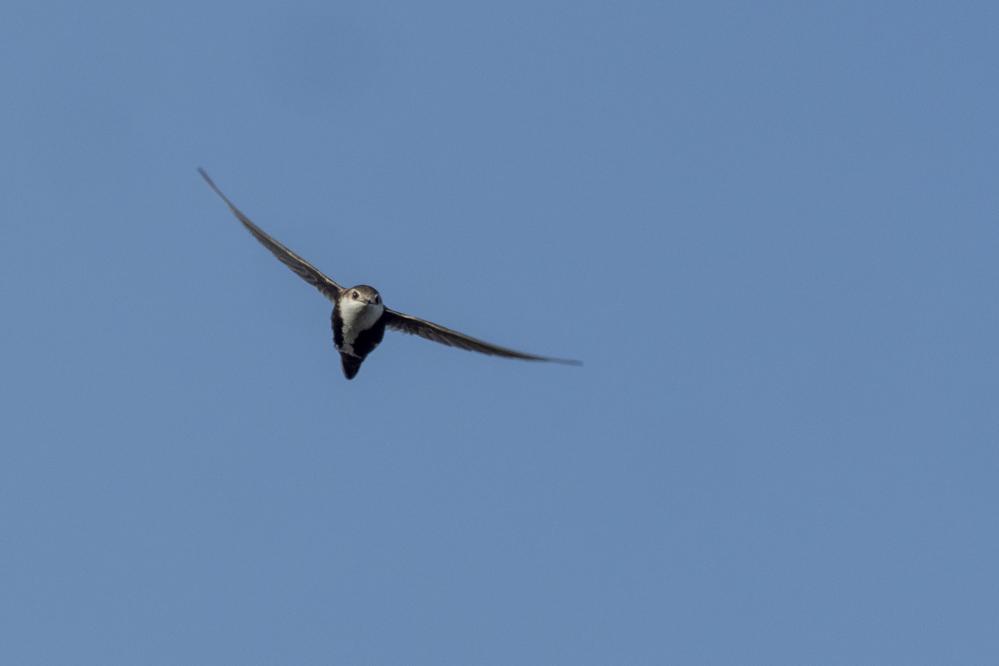 White-throated Swift in flight over Point Lobos