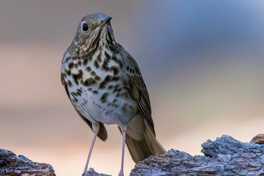 Hermit Thrush