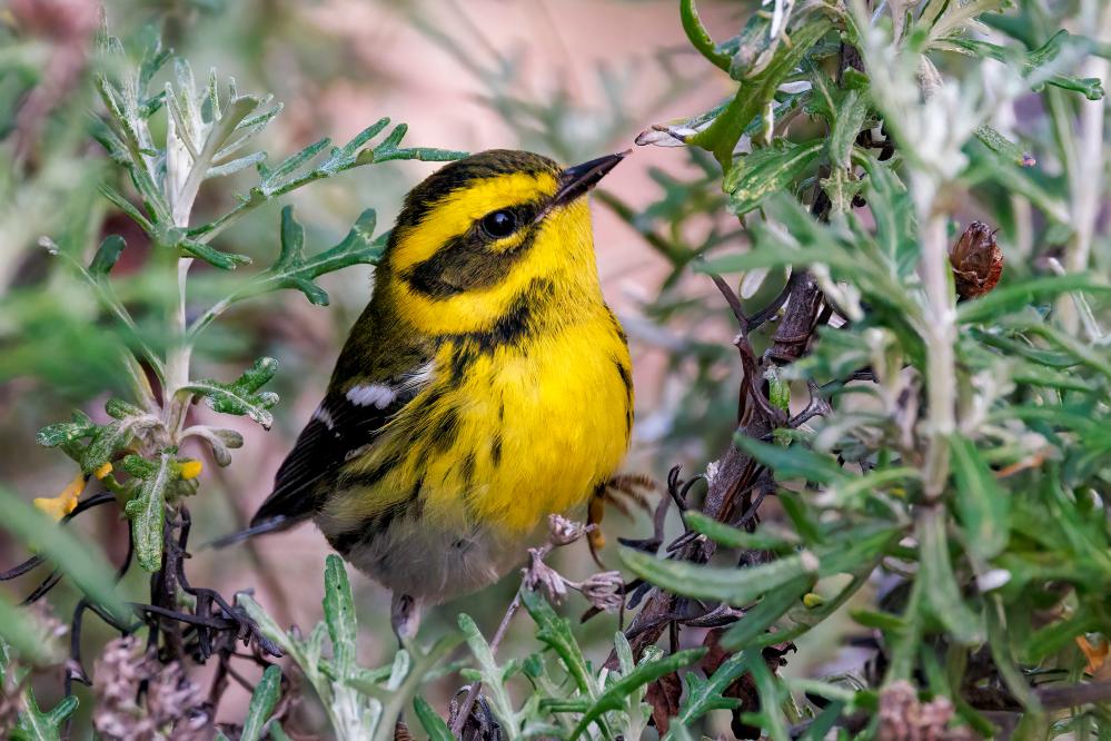 Townsends Warbler