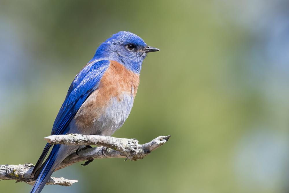 Western Bluebird