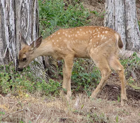 Photo of a deer at Point Lobos State Natural Reserve by Dennis Rizzi