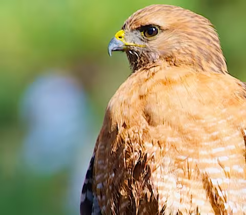 Photo of CA Red-tail Hawk at Point Lobos State Natural Reserve by Paul Reps
