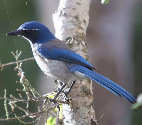 Photo of Scrub Jay by Fred Brown