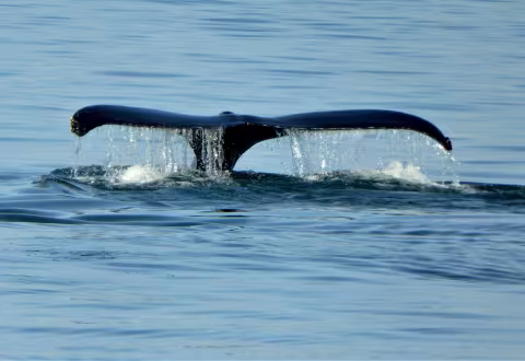 The tail fluke of a humpback whale rises from the calm blue ocean, water streaming off its edges as the whale dives beneath the surface as seen from Point Lobos State Natural Reserve. Photo credit: Jac Harmer.