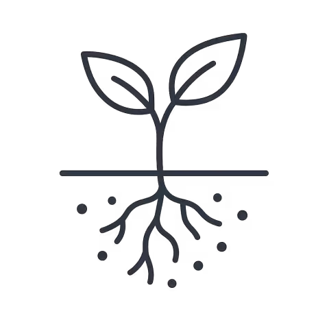 Line drawing of a plant above ground and its roots below ground