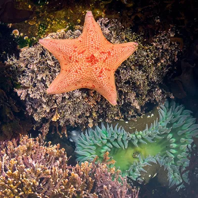 An orange bat star resting on a rocky tidepool surface above seaweed and an anemone