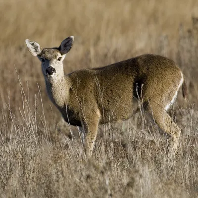 A black-tailed mule deer standing alert in a dry grass meadow, facing the camera with its large ears upright