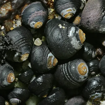A close-up view of many small black turban snails clustered together on wet rocks, showing their dark spiral shells with lighter tips.