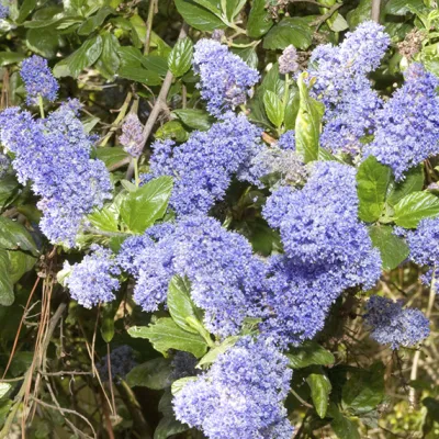 A blue blossom shrub covered in dense clusters of bright bluish-purple flowers, surrounded by glossy green leaves in sunlight.