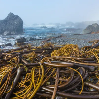 Long strands of bull kelp with thick stems and tangled golden-brown blades lie washed up on a rocky shoreline beside crashing ocean waves and offshore rocks.