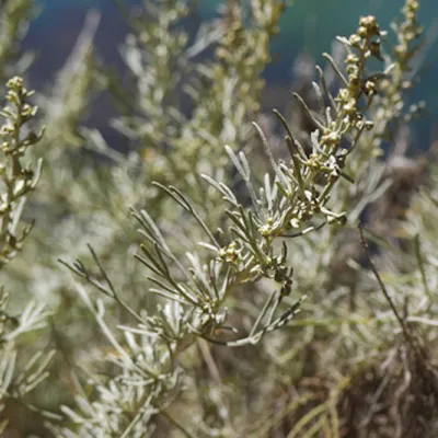 A dense cluster of coastal sagebrush with thin, gray-green leaves and tall, slender stems grows in bright sunlight along a dry coastal hillside.