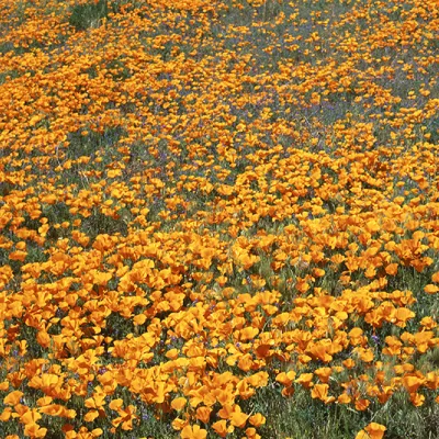 A vast field of bright orange California poppies stretches across rolling terrain, with thousands of flowers blooming densely under the sunlight.