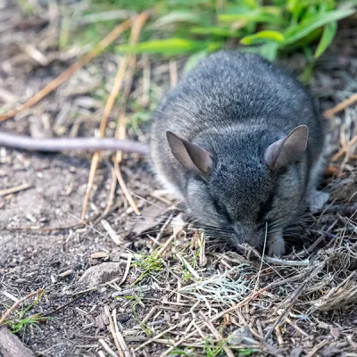 A dusky-footed woodrat sitting in a nest of sticks and leaves, looking alert with its round ears and gray-tawny fur.