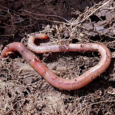 A pink earthworm stretched out on moist, dark soil with bits of decaying plant material around it.