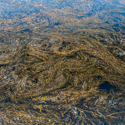 Dense floating mass of giant kelp fronds drifting at the ocean surface, showing long brown blades and interwoven strands.