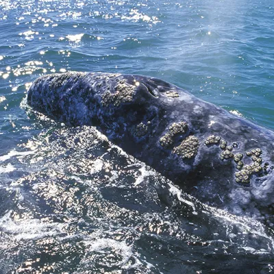 A gray whale surfacing in sunlit ocean water, its mottled skin covered with barnacles as it breaks through the waves.