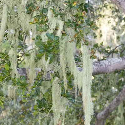 Strands of pale green lace lichen hanging from the branches of a tree, draping down like delicate, tangled ribbons among glossy green leaves.
