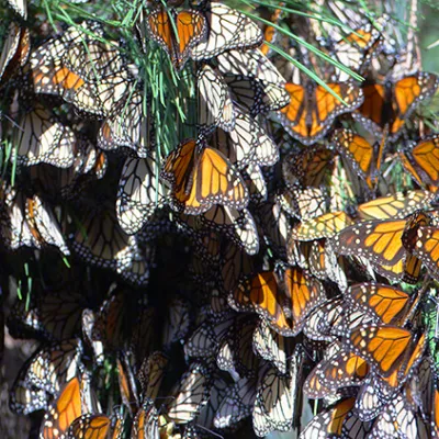 A dense cluster of monarch butterflies covering branches and leaves, showing their orange and black patterned wings as they gather in a wintering roost.