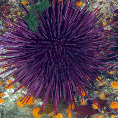 Close-up underwater image of a purple sea urchin with long spines resting on a rocky, algae-covered ocean floor.