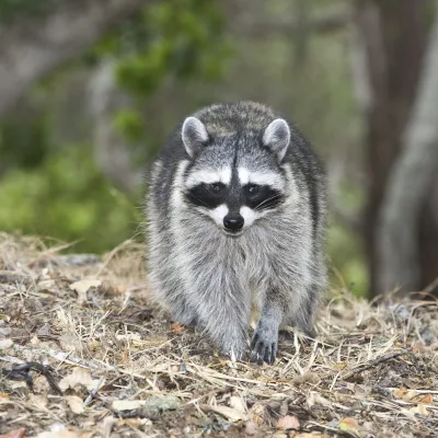 A raccoon with gray and black fur and a distinctive black “mask” on its face walks forward on a forest floor covered in dry leaves and twigs, with blurred trees in the background.