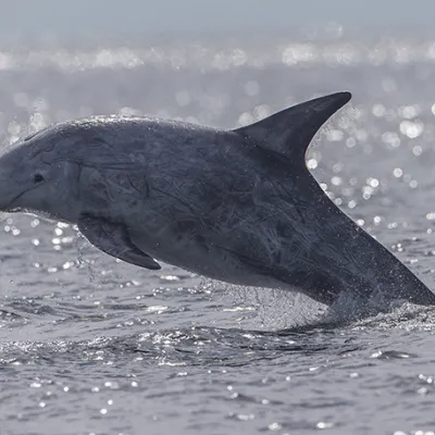 Risso’s dolphin leaping out of the ocean, showing its gray, scarred body and curved dorsal fin above choppy water.
