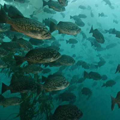 Underwater view of a large school of rockfish swimming, some juvenile, among tall kelp fronds in blue-green ocean water.
