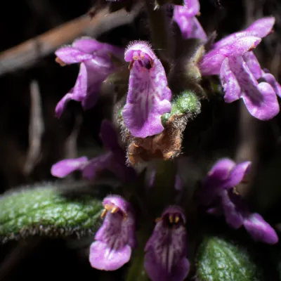 Close-up of a wood mint plant with small purple tubular flowers and fuzzy green leaves growing in a shaded woodland area in Point Lobos State Natural Reserve..