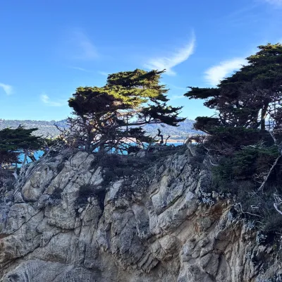 Photo of Monterey Cypress trees growing out of a rocky cliff on the North Shore Trail at Point Lobos.