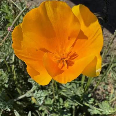 California Poppy on Granite Point, close up
