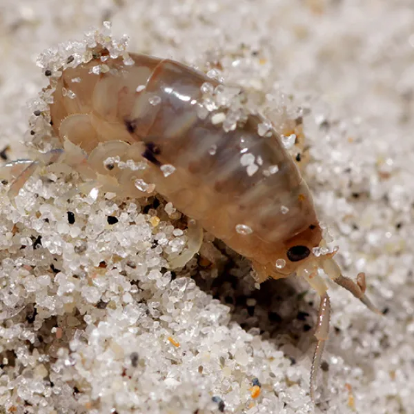 Close-up of a small translucent beach hopper, an amphipod, crawling through coarse beach sand, with grains of sand stuck to its curved body.