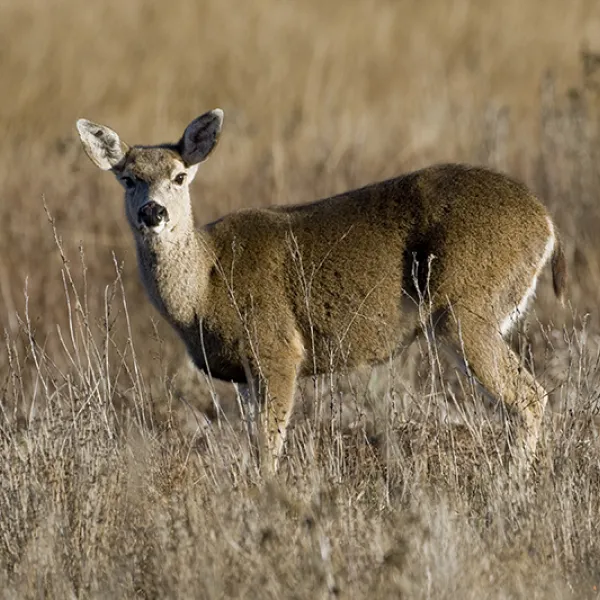 A black-tailed mule deer standing alert in a dry grass meadow, facing the camera with its large ears upright