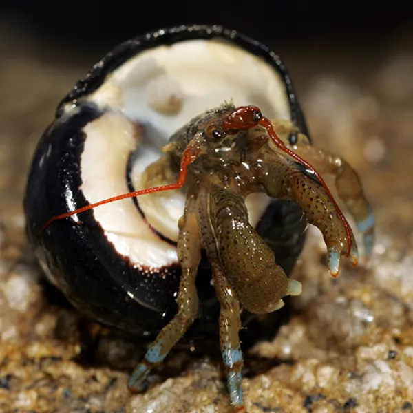 A blueband hermit crab emerging from a black-and-white snail shell on a rocky tidepool surface, its red antennae and blue-banded legs visible