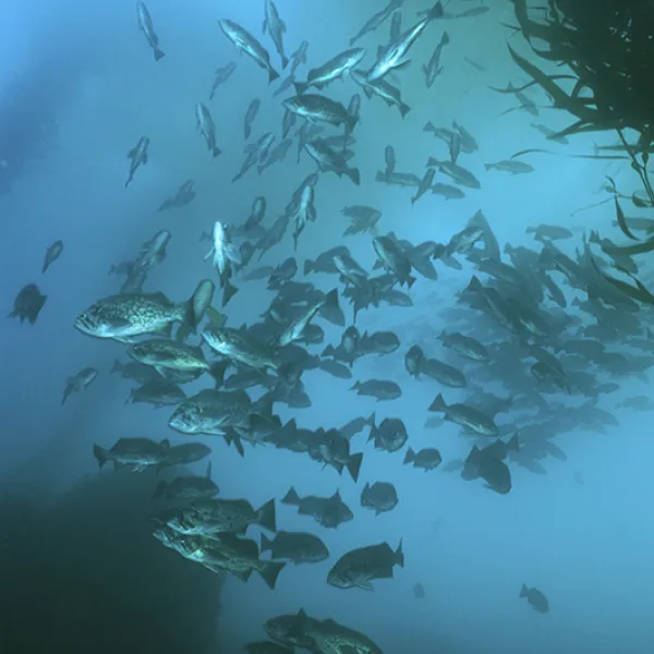 A large school of blue rockfish swims through sunlit underwater kelp forest waters, their blue-gray bodies tightly grouped as they move together.